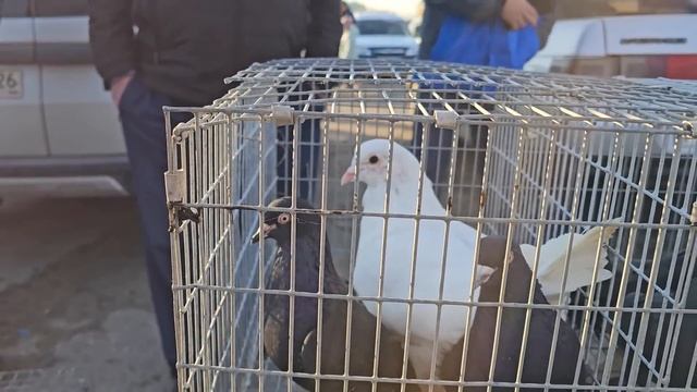 Голуби цены Птичий рынок г Прохладный смотреть онлайн