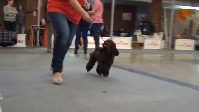 256 CACIB 18.11. 2018 ЕКАТЕРИНБУРГ XXI ВЕК. смотреть онлайн