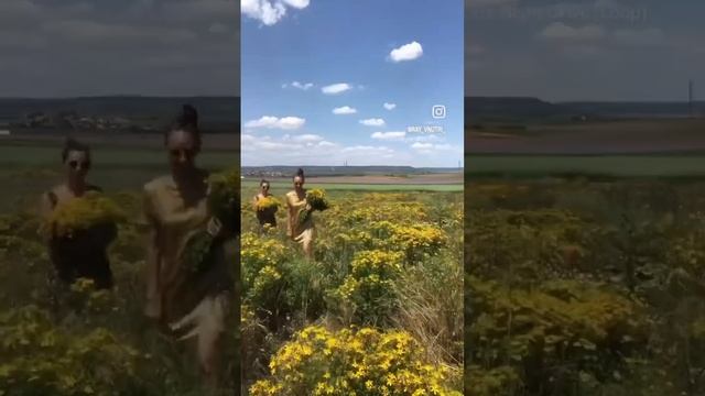Зверобой от всех болезней🌿 #зверобой смотреть онлайн