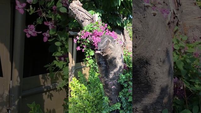 ОБОСНОВАЛСЯ НА ДЕРЕВЕ. Клематис Пурпуреа Плена Элеганс #цветники #garden #клематисы смотреть онлайн