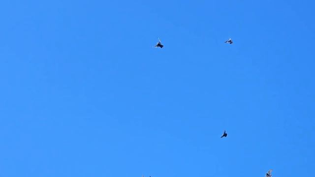 Голуби новоселье смотреть онлайн