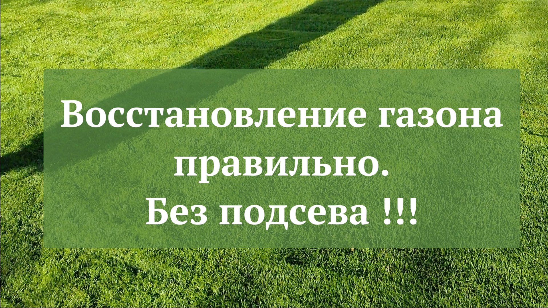 Восстановление газона правильно, без подсева !!!