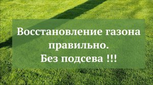 Восстановление газона правильно, без подсева !!!