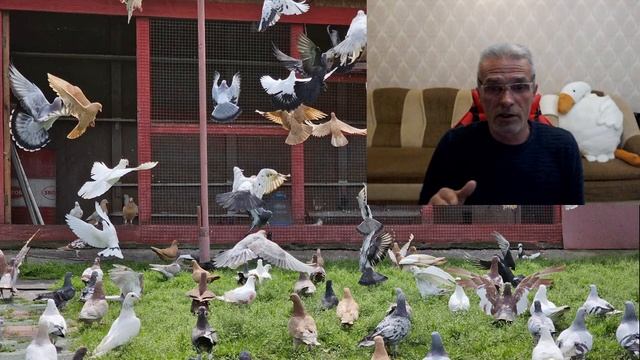 Достойный голубь? смотреть онлайн