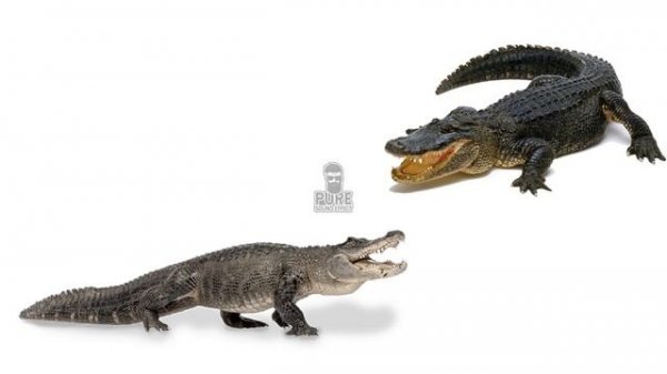 Alligator Crocodile Sound Effect Free Download | MP3 WAV | Pure Sound Effect