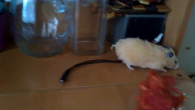 Смешной хомяк смотреть онлайн