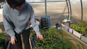 Почему белеет рассада? Как пережить ночные заморозки? Можно ли подкармливать - про это наше видео.