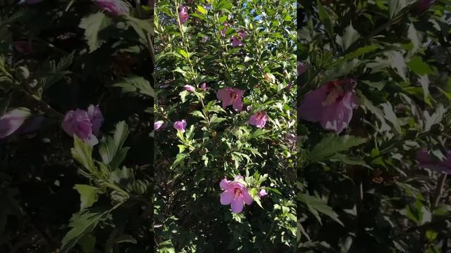 УТРО В САДУ. ЗАЦВЕЛИ ГИБИСКУСЫ. #сад #цветы #гибискус смотреть онлайн