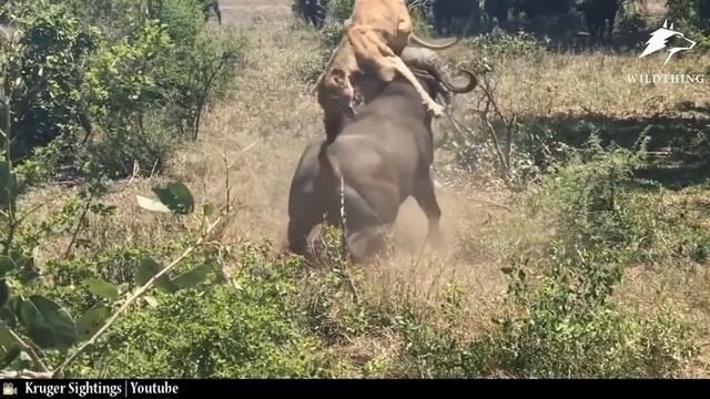 Predators Become Prey | 10 Best Unbelievable Hunting-fail Moments смотреть онлайн
