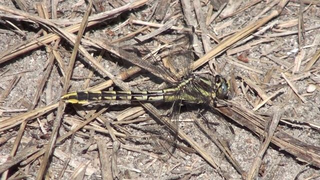 Clubtail Dragonfly (Gomphidae: Gomphus) Waiting for Prey смотреть онлайн
