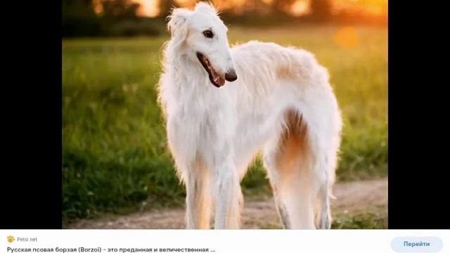 ЭДИТ/// Русские Псовые Борзые///ЭДИТ ОТ : ХАСИКА смотреть онлайн