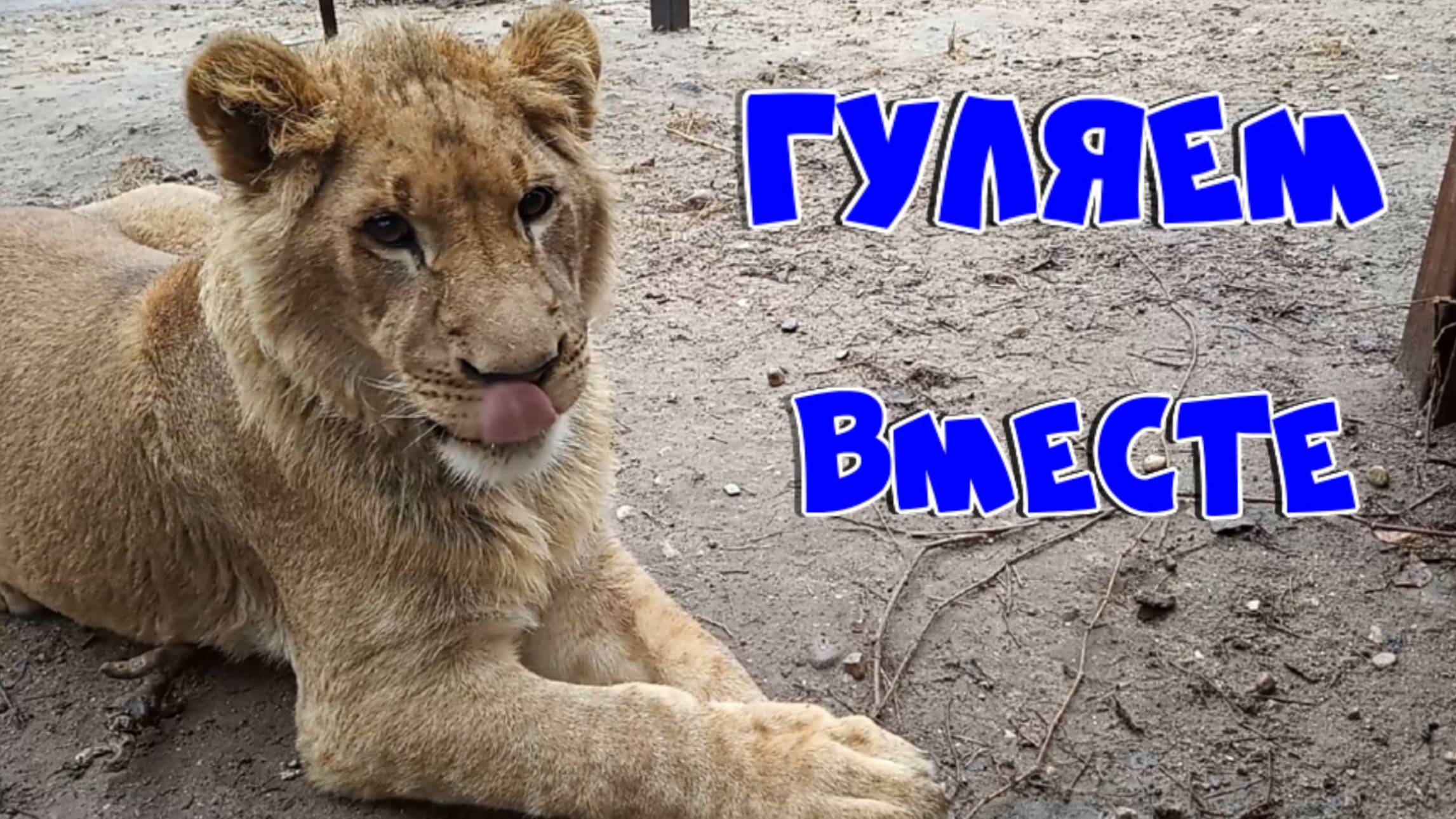 Шерхан со мной гуляет. / Новости про Шерхана и непослушную полосатую кошечку. ( 3 выпуск) смотреть онлайн