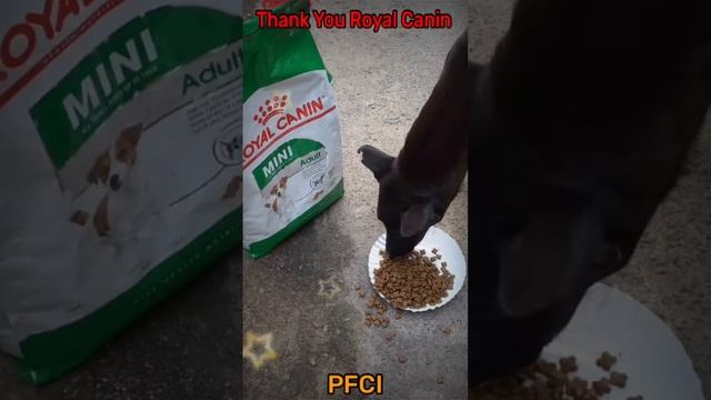 Thank U Royal Canin - #PFCI смотреть онлайн