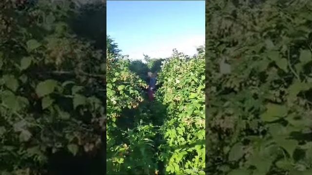 сбор малины видео от подписчика смотреть онлайн