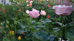 Восхитительные желтые розы в нашем саду.