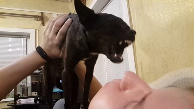 Жуткие кадры! Свирепая собака напала на человека. смотреть онлайн