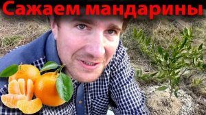 Садоводство. Сажаем фруктовый сад. Сажаем живую изгородь