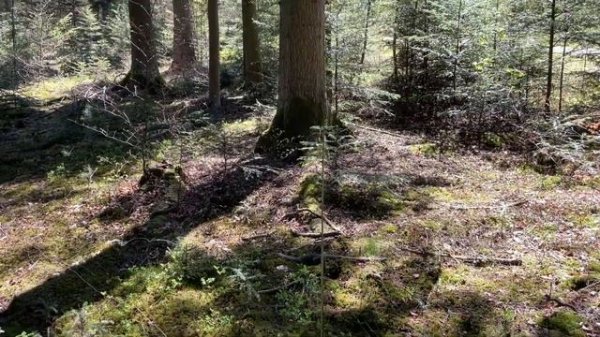 QRP-comparison: EFHW vs. vertical; SW-3B vs. QCX mini