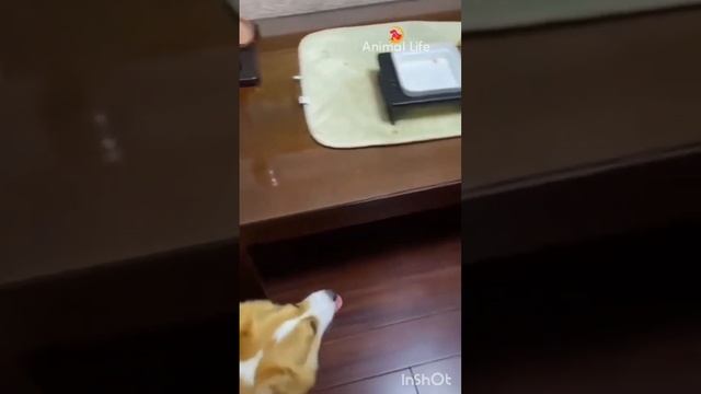 #1 Кошка и собака Pets Cat And Dog 😅 🤣 #2022 #Dog #Cats смотреть онлайн