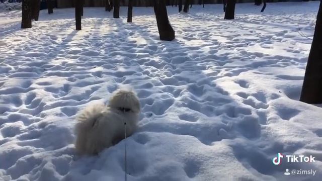 Моя собака Кокос))) Тайский пекинес!