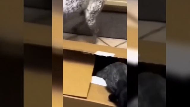 2024년 가장 재미있는 홈 비디오 😂 가장 재미있는 동물 및 애완동물 😹 2023년 개와 고양이 비디오 🐾 최고의 순간