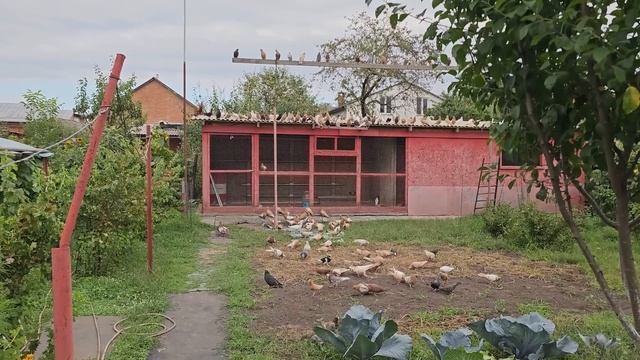 А оказалось что голуби могут смотреть онлайн