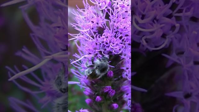 Лиатрис. Дмитрий лапак смотреть онлайн