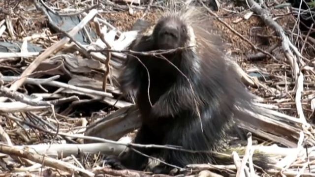 The Porcupine / Dikobraz смотреть онлайн