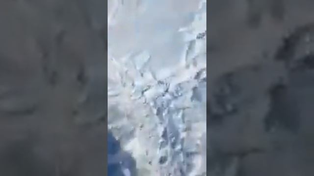 Волки съели волкодава