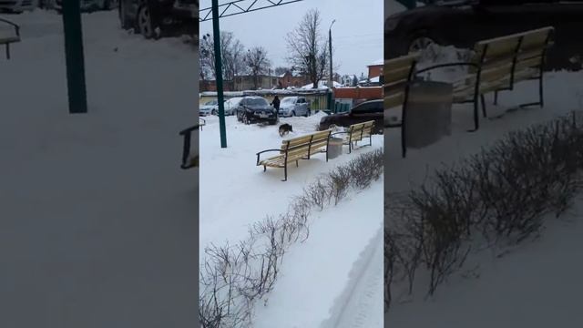 3. Собака ищет дом и еду. Харьков. Холодная гора. смотреть онлайн