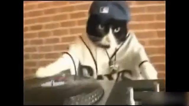 TOP Funny Cat and Dog Dancing and Singing in the World - Mkls смотреть онлайн