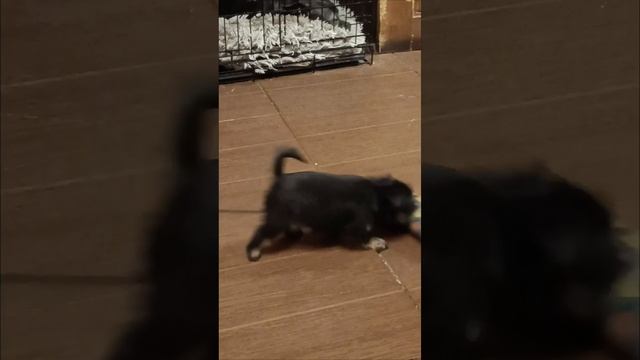 Dolche Vita Cane Evridika