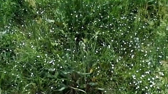 Летняя зарисовка смотреть онлайн