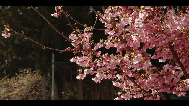 BMPCC4K  LAOWA 7.5mm F2 MFT  M.ZUIKO DIGITAL ED 12-100mm F4.0 IS PRO  2020 04 14