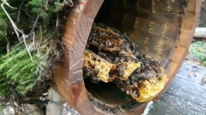 УМНАЯ СОВРЕМЕННАЯ КОЛОДА ДЮКАРЕВЫХ В РАБОТЕ. новое пчеловодство, новое направление.