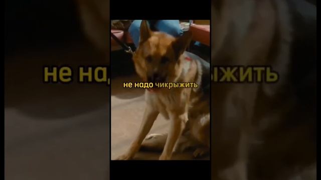Что за говорящие собаки? 🐕 #моментизфильма #нарезки #фильм #фильмы