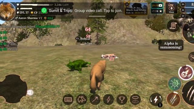 The wolf - American bison champion but 2 смотреть онлайн