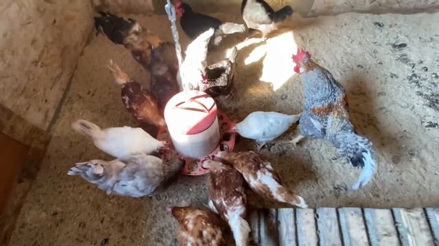 разгрузочный ДЕНЬ, ПАПА с МИТЕЙ пилят ДРОВА