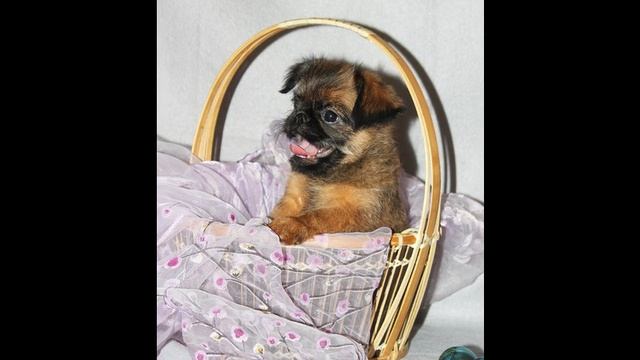 Dolche Vita Cane Enchantress