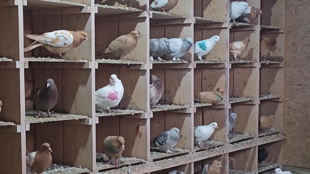 Голуби или квартиранты смотреть онлайн