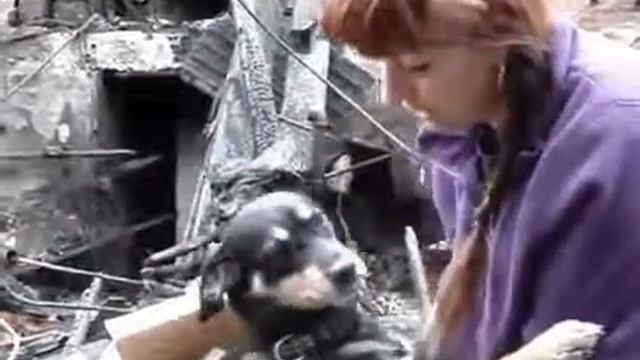 Собака жалеет хозяйку после пожара смотреть онлайн