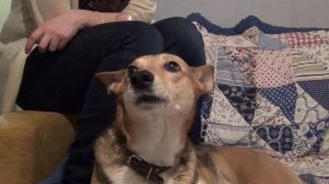 Собака Фаня поёт под губную гармошку