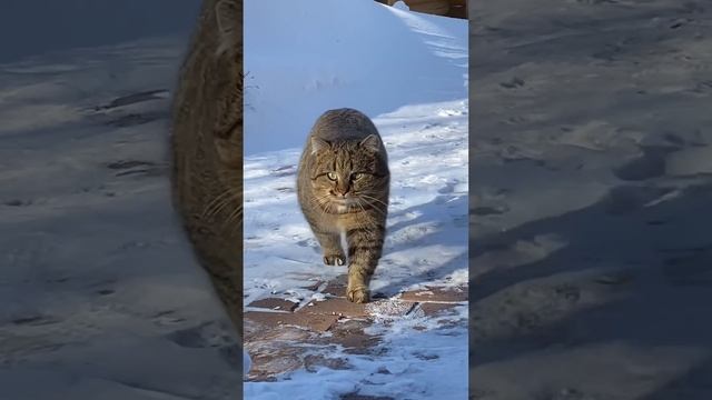 ✨Рассказ о лесных европейских кошках смотреть онлайн