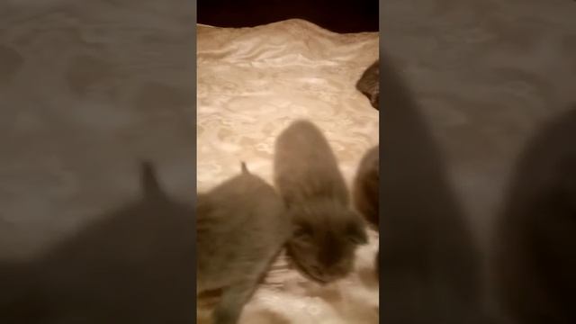 Отправить шотландские котята, возраст 3 недели. смотреть онлайн