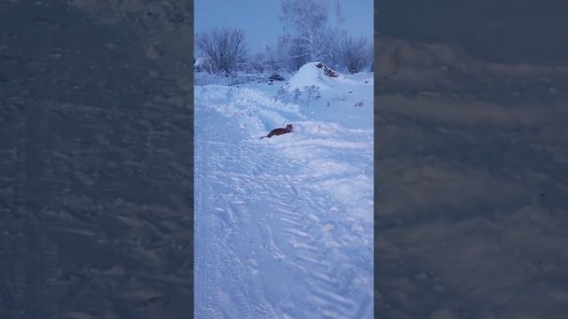 #кошка #собака #друзья