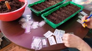 Крепкая рассада томатов - просто. Все помидорные хитрости.