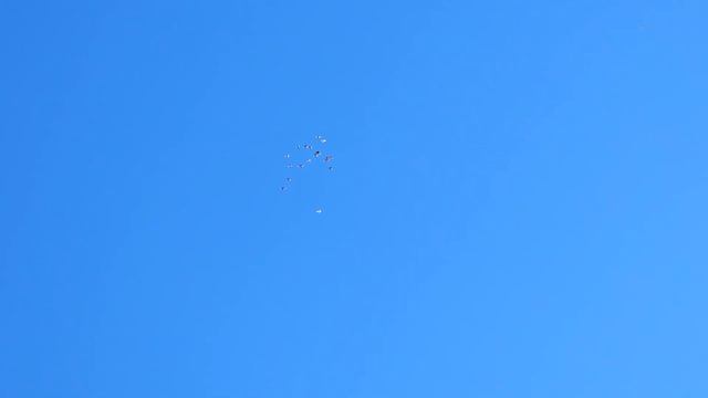 Голуби сейчас и до болячки смотреть онлайн