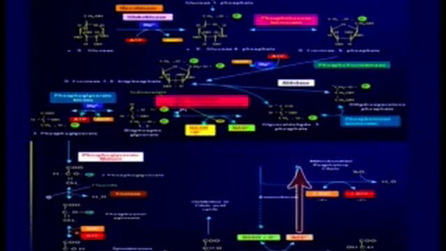 202-Carbohydrate Metabolism glyeolysis citric acid cycle смотреть онлайн