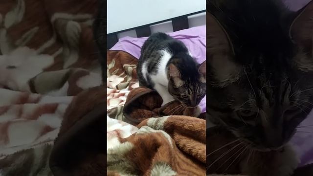 Кастрированный озабоченный кот дрочило 😬😬😬 смотреть онлайн