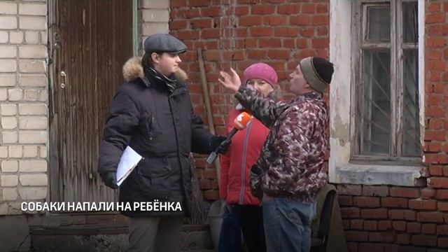 Собаки напали на ребёнка